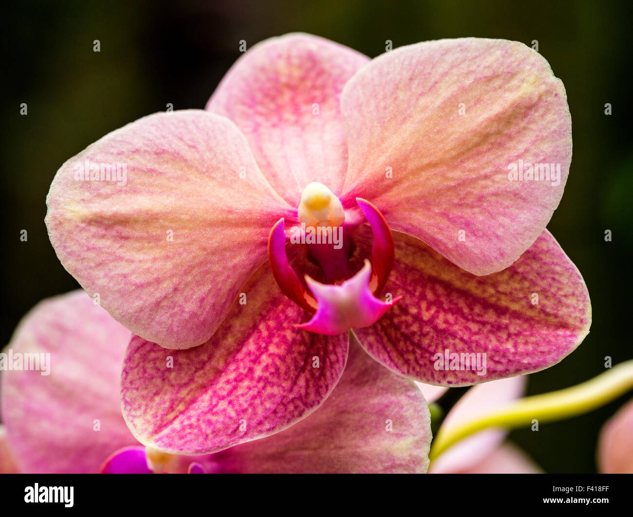 Orchid; Orchidaceae; Hawai'i Tropicale Giardino Botanico Nature Preserve; grande isola, Hawaii, STATI UNITI D'AMERICA Foto Stock