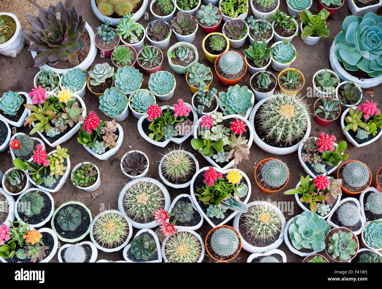 Molti cactus in vasi Foto Stock