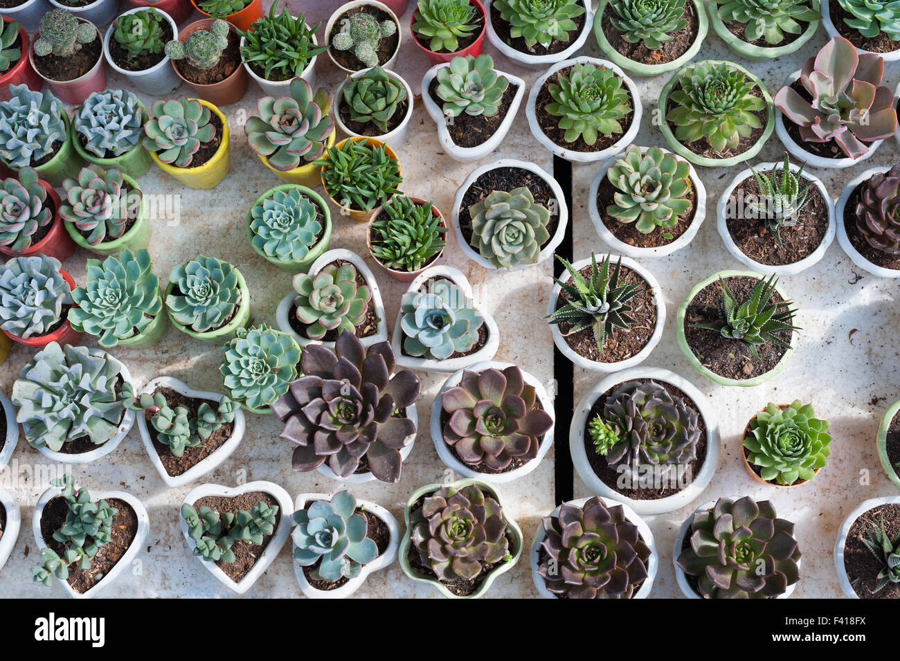 Molti diversi cactus in vasi Foto Stock