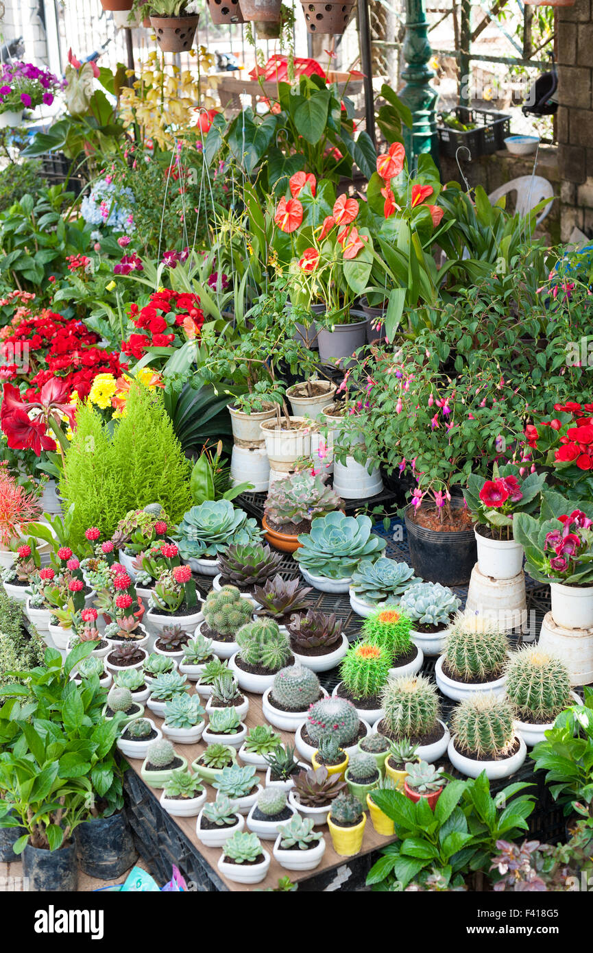 Varie piante da interni per la vendita Foto Stock