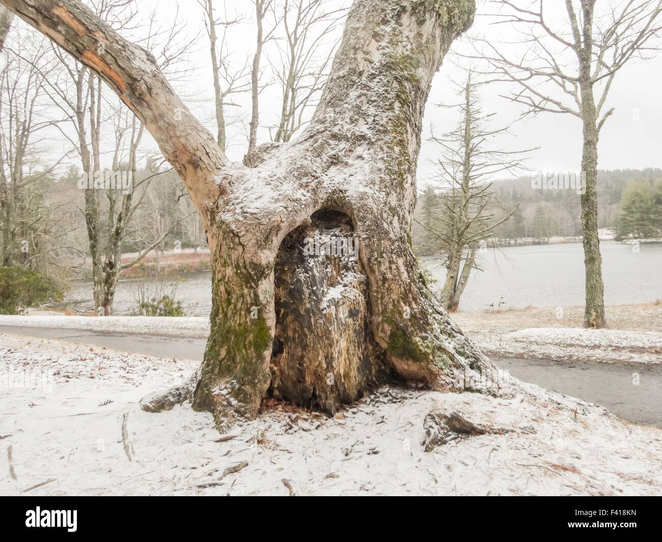 Bosco innevato paesaggio durante il periodo invernale Foto Stock