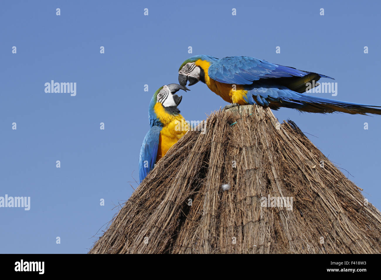 Blu-giallo macaws Foto Stock