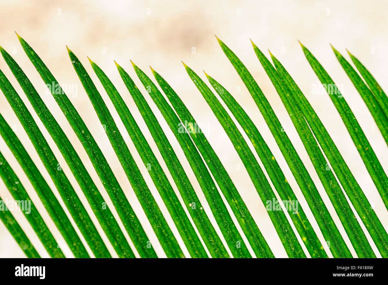 Foglie di palmo closeup pattern Foto Stock