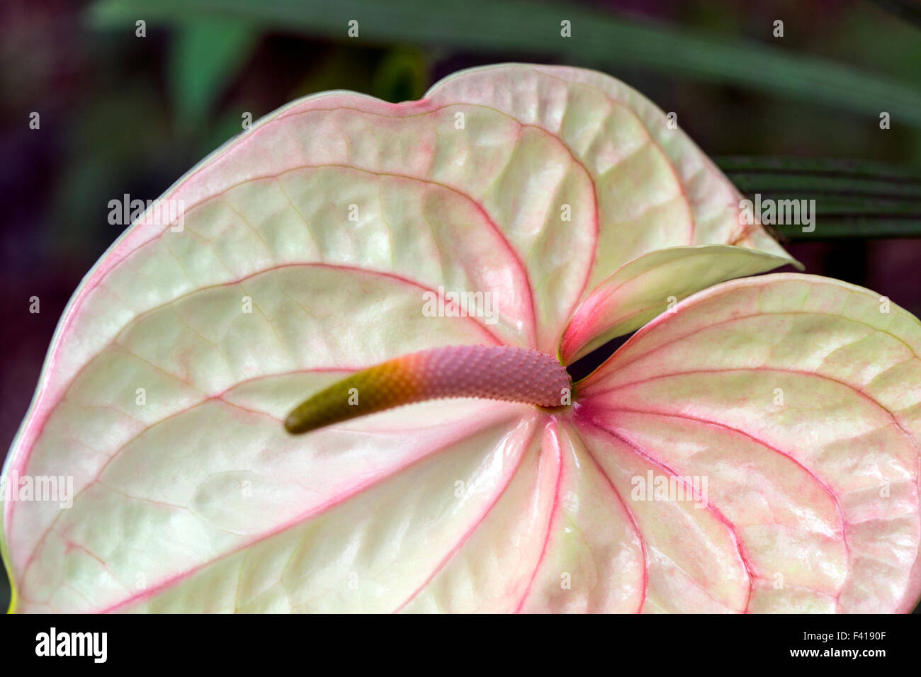 Anthurium andraeanum; Anthurium; Araceae; Flamingo-lily; Flamingo fiore; cerata-fiore; fiore di coda; Hawai'i Foto Stock