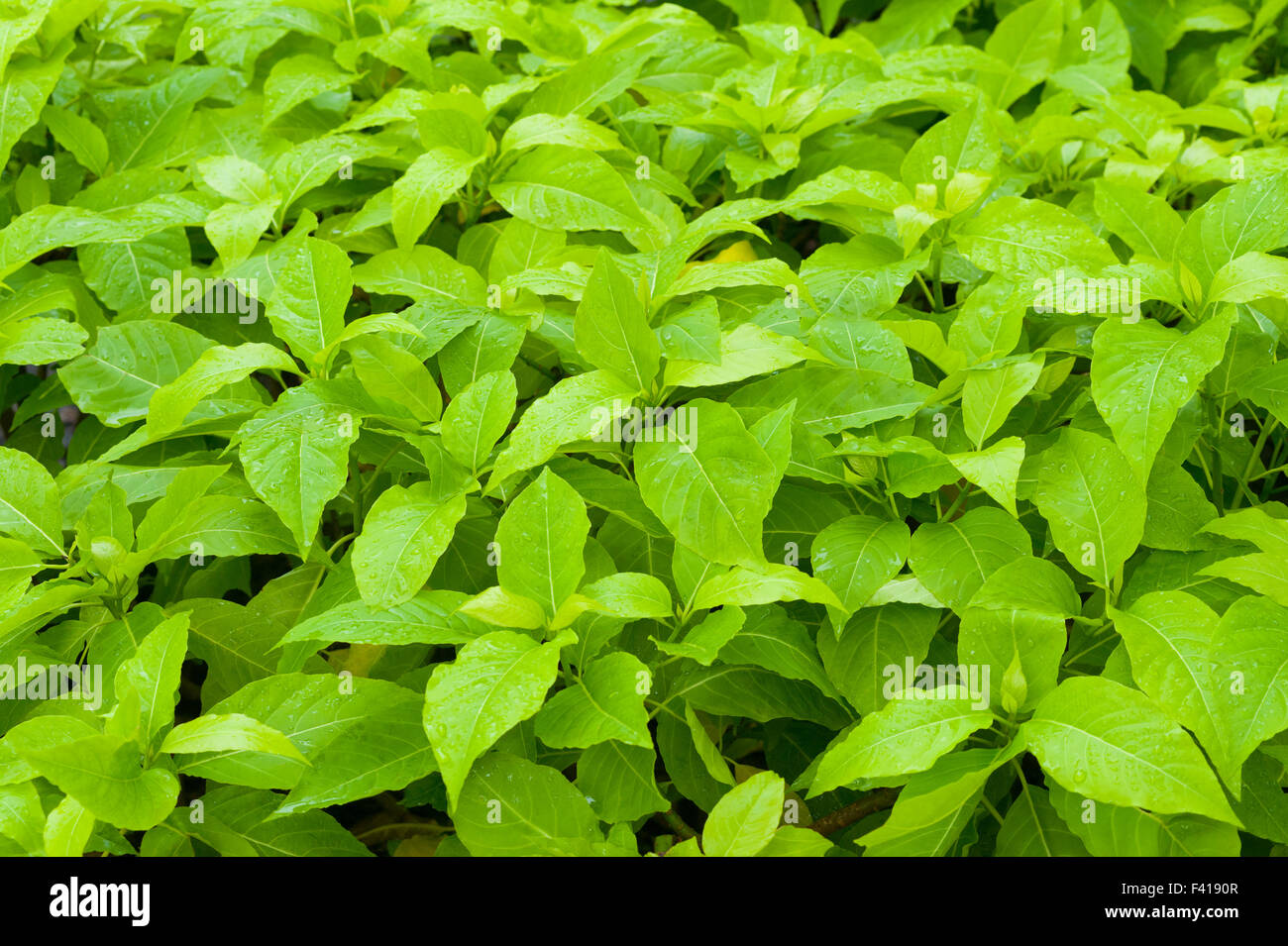 Molti verde bagnato lascia Foto Stock