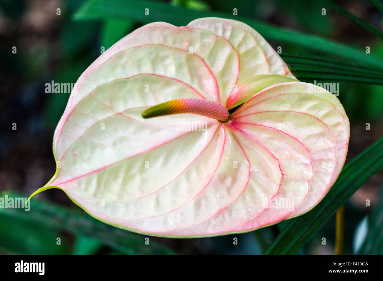 Anthurium andraeanum; Anthurium; Araceae; Flamingo-lily; Flamingo fiore; cerata-fiore; fiore di coda; Hawai'i Foto Stock