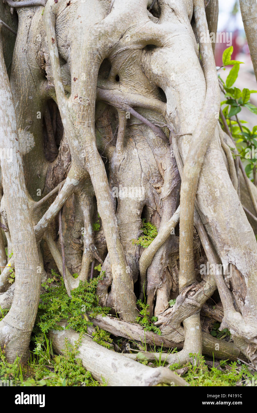 Banyan indiano Foto Stock