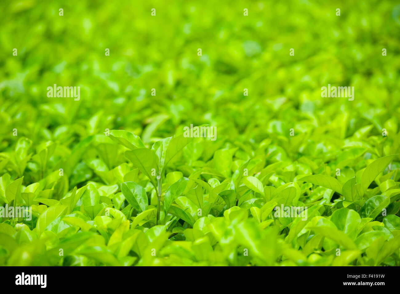 Molte foglie verdi, shallow dof Foto Stock