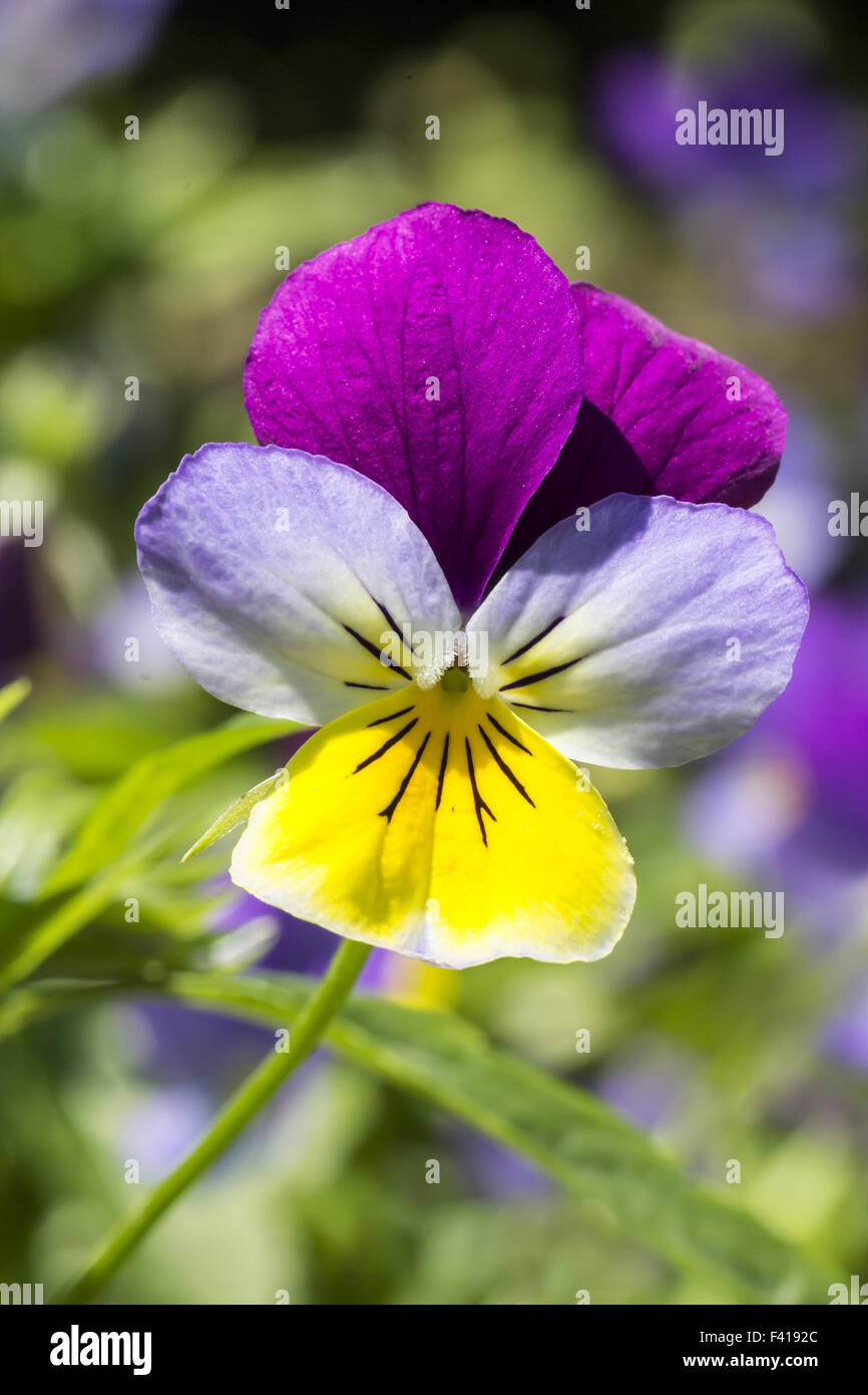 Viola tricolore, Heartsease, wild pansy Foto Stock