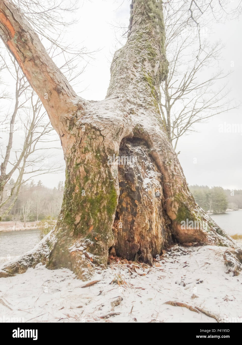 Bosco innevato paesaggio durante il periodo invernale Foto Stock