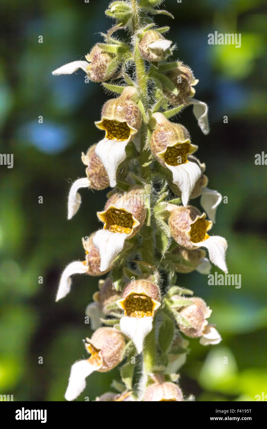 Digitalis lanata, Wooly foxglove Foto Stock