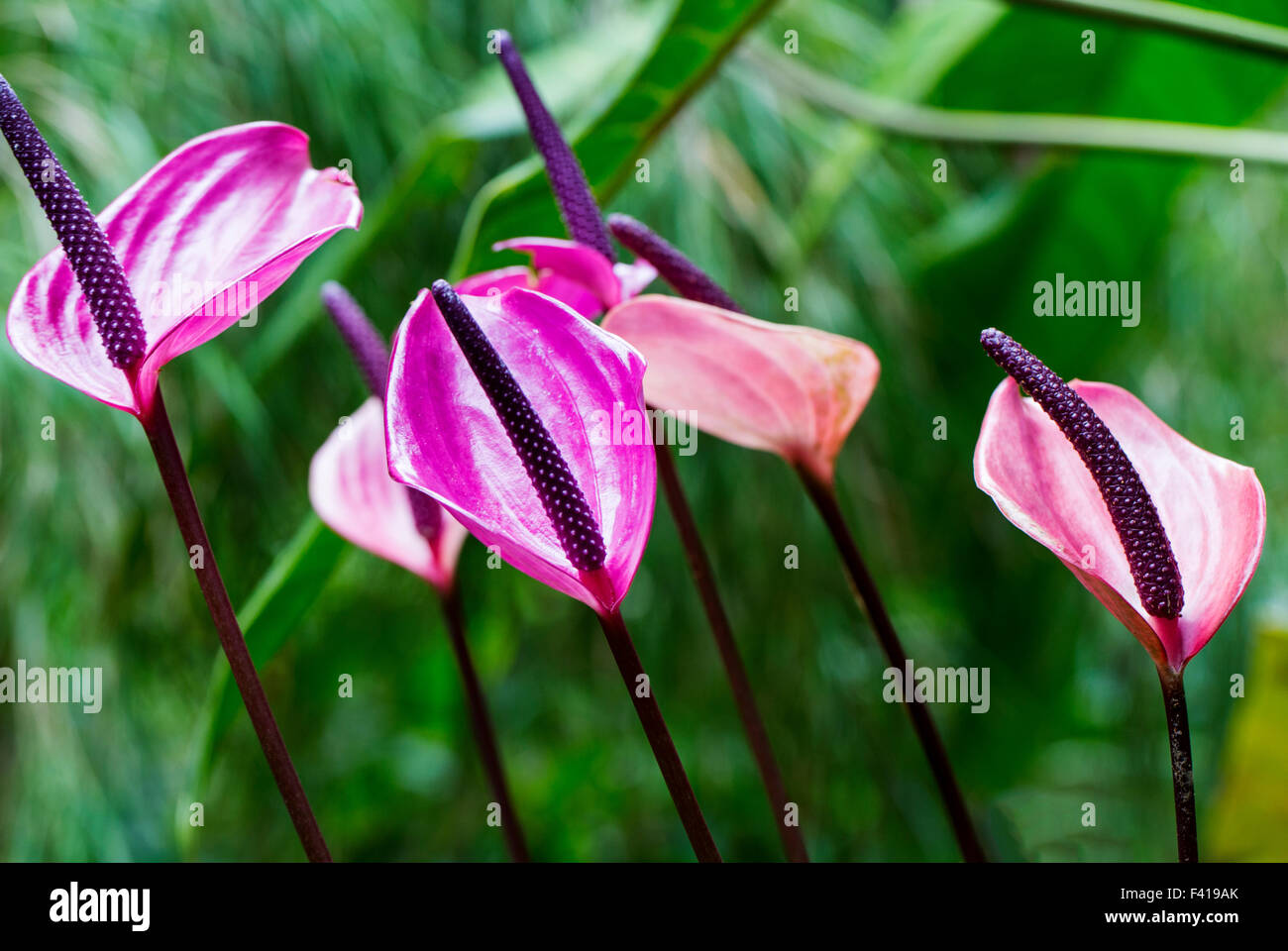 Anthurium andraeanum; Anthurium; Araceae; Flamingo-lily; Flamingo fiore; cerata-fiore; fiore di coda Foto Stock