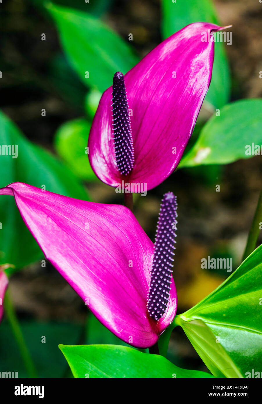Anthurium andraeanum; Anthurium; Araceae; Flamingo-lily; Flamingo fiore; cerata-fiore; fiore di coda Foto Stock