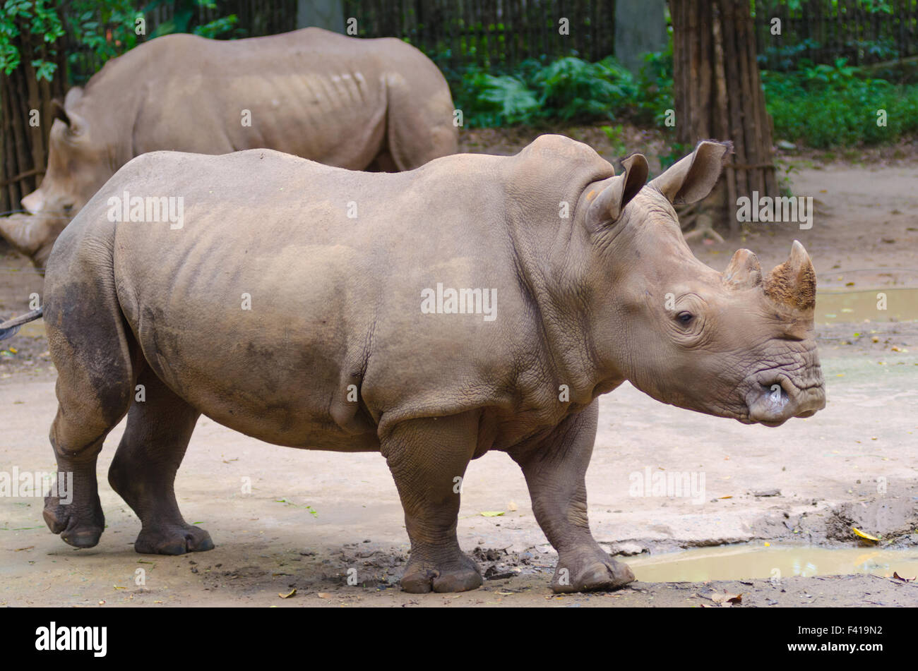 rinoceronte Foto Stock