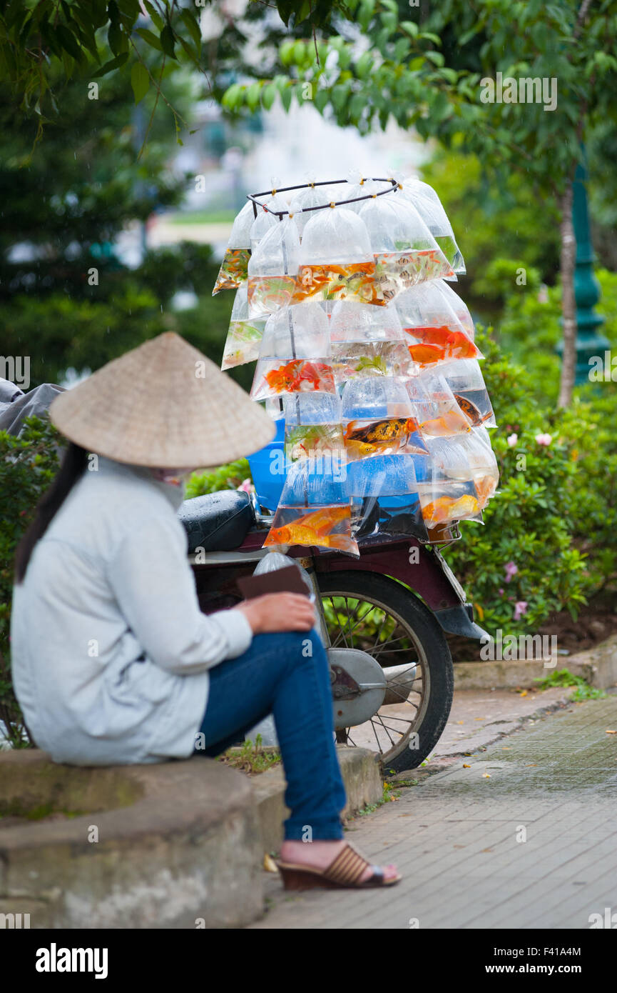 Donna vietnamita vende pesce aquarian Foto Stock