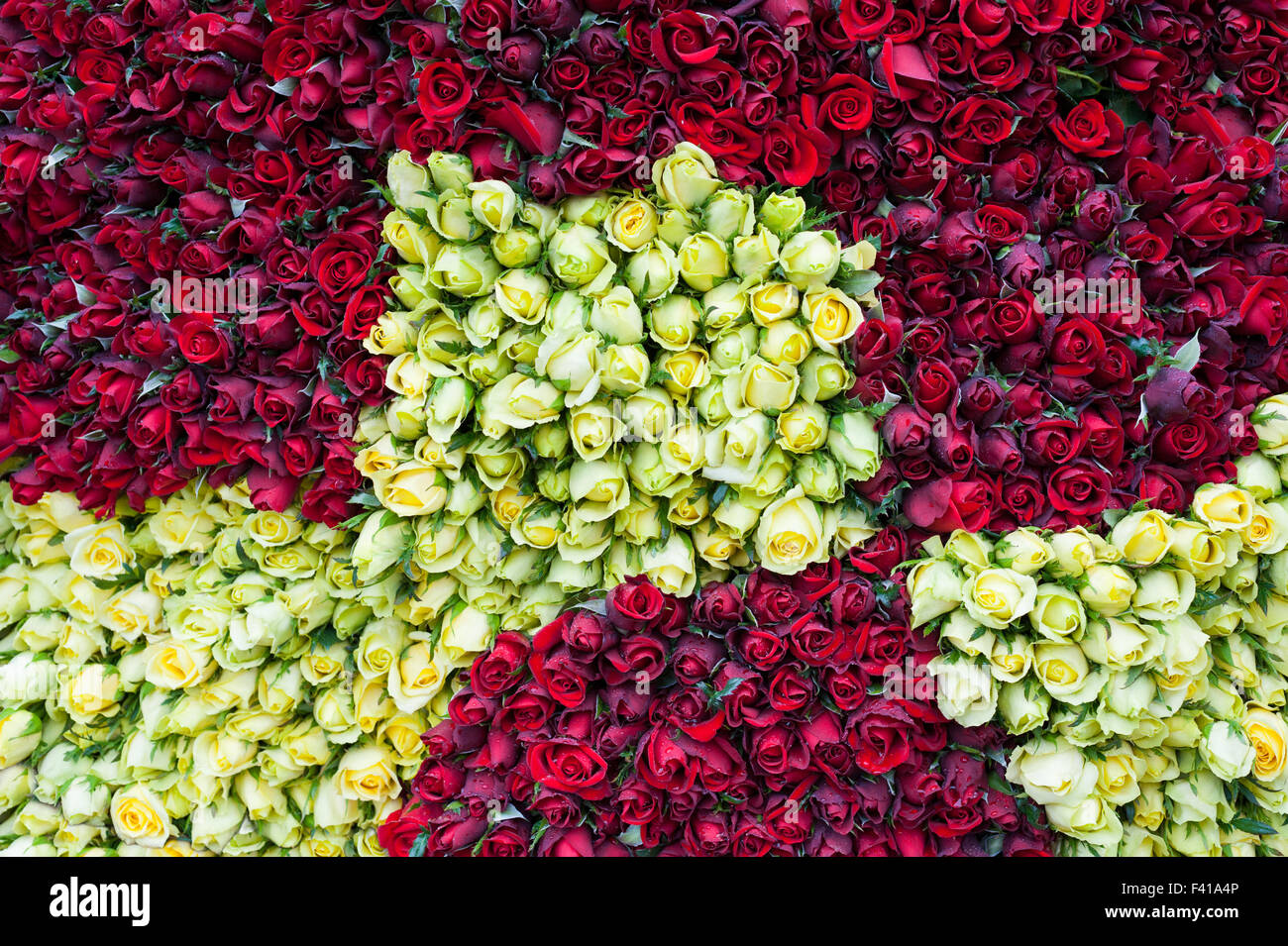 Molti di rosso e di giallo le rose Foto Stock