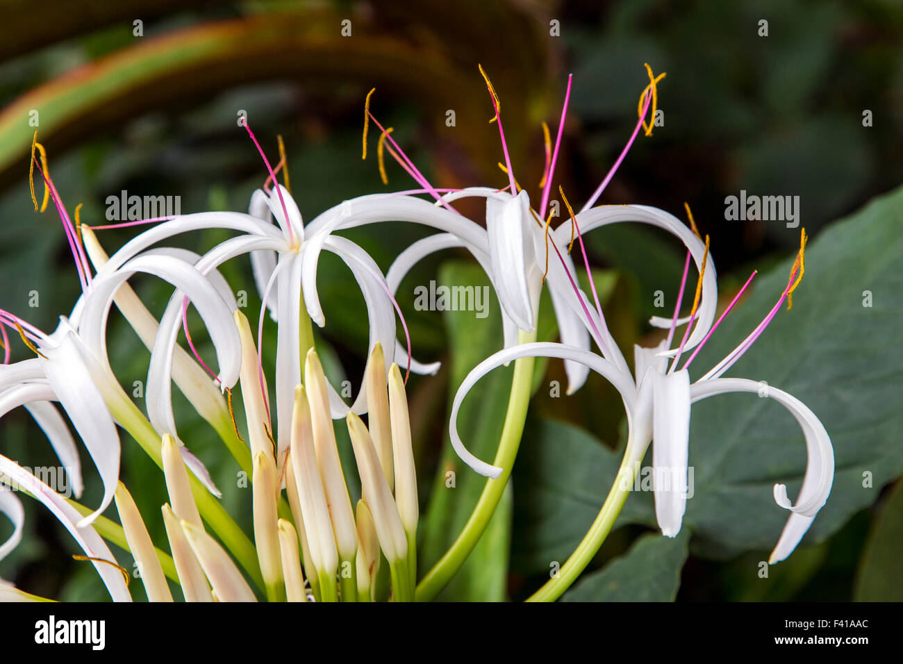 Spider Lily; Crinum amabile; Amaryllidaceae; Hawai'i Tropicale Giardino Botanico Nature Preserve; grande isola, Hawaii, STATI UNITI D'AMERICA Foto Stock