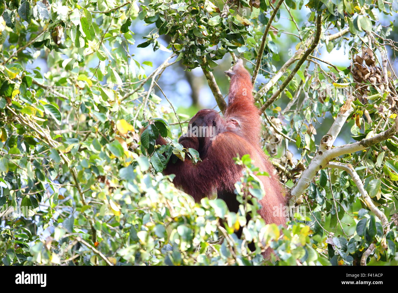 Bornean orangutan (Pongo pygmaeus) in Borneo Foto Stock