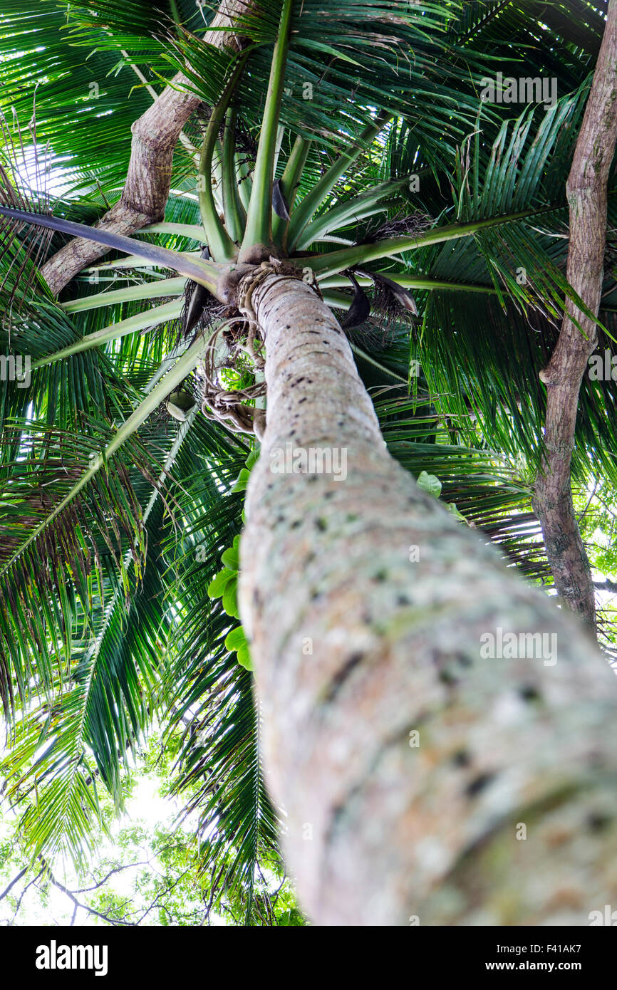 Palm tree, Hawai'i Tropicale Giardino Botanico Nature Preserve; grande isola, Hawaii, STATI UNITI D'AMERICA Foto Stock