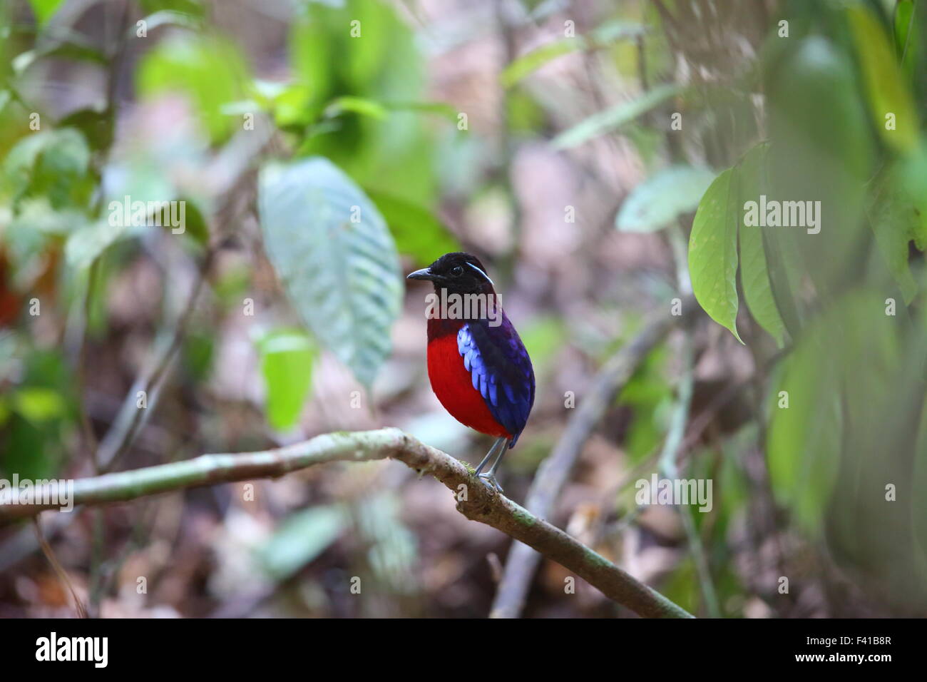 A testa nera pitta (Erythropitta ussheri) nel Borneo, Malaysia Foto Stock