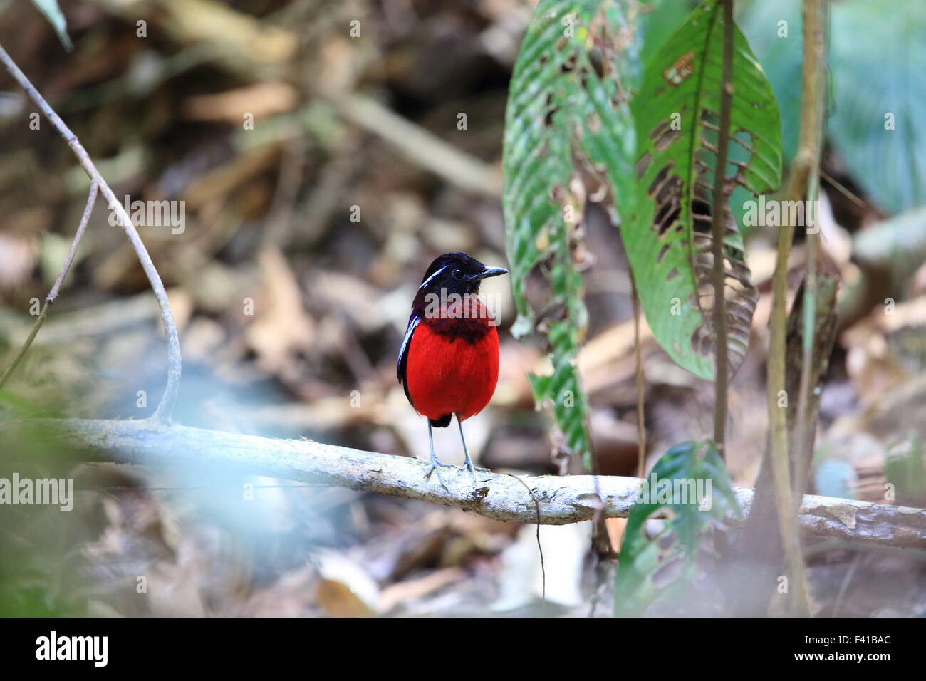 A testa nera pitta (Erythropitta ussheri) nel Borneo, Malaysia Foto Stock