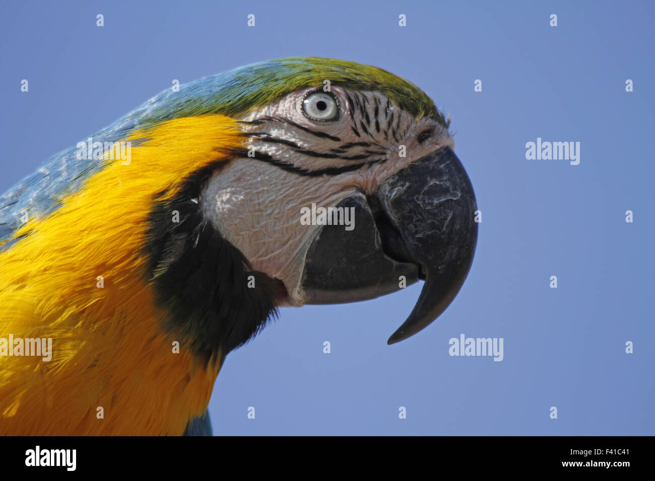 Blu-giallo macaw Foto Stock
