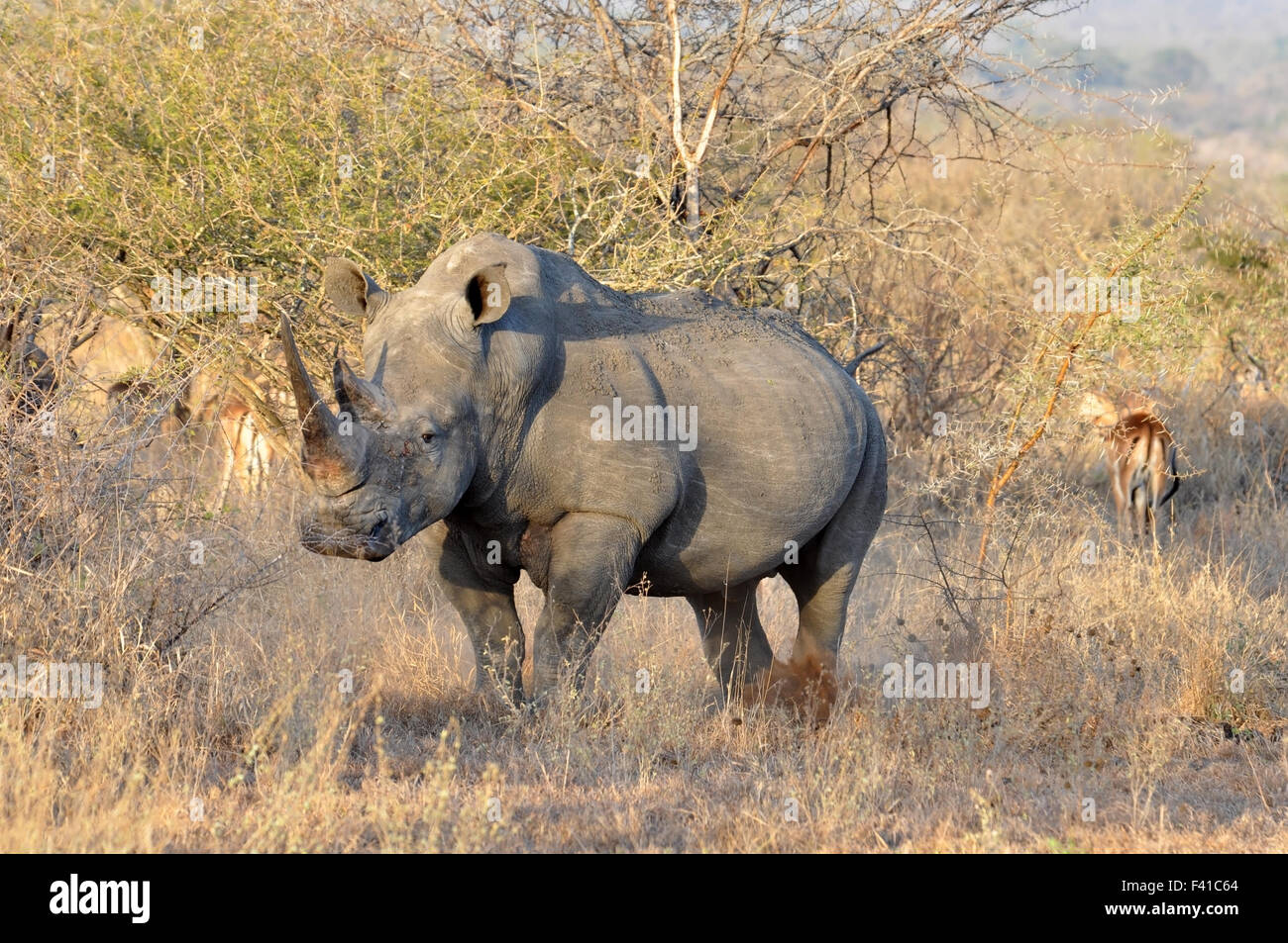 Africa Big Five: rinoceronte bianco Foto Stock