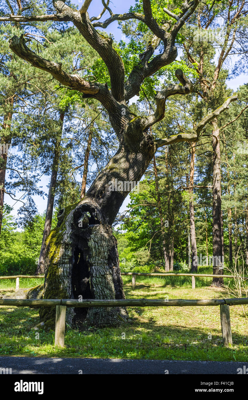 Bosdorf Quercia Baruther Glashuette, Brandenburg Foto Stock