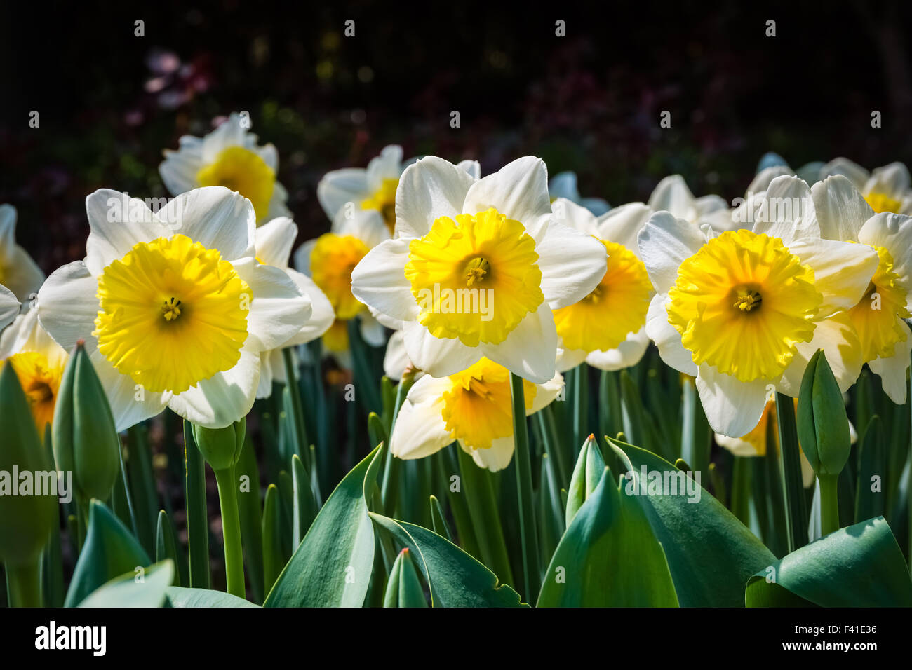 Fiore di narciso in primavera Foto Stock