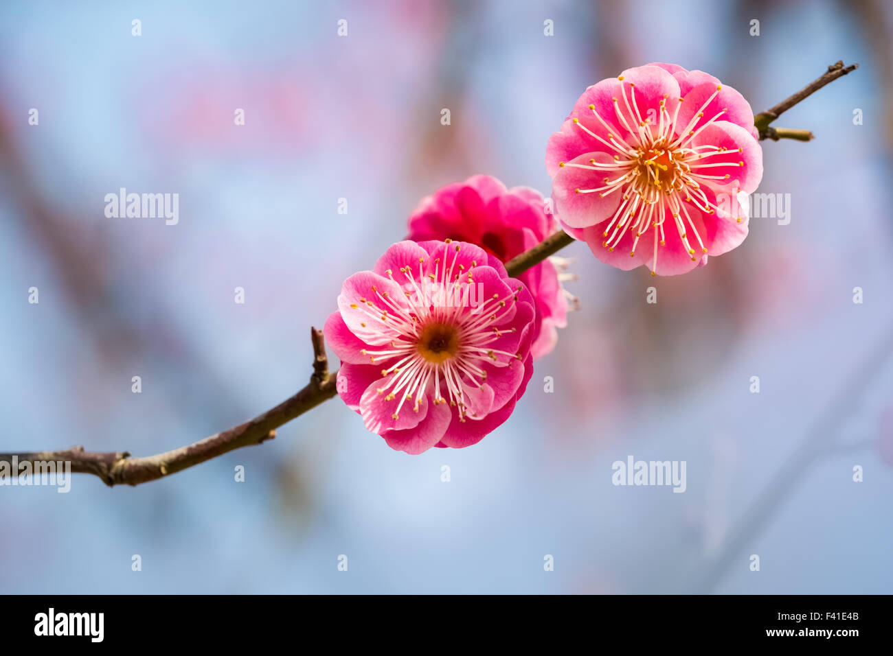 Due rossi fiori di susina Foto Stock