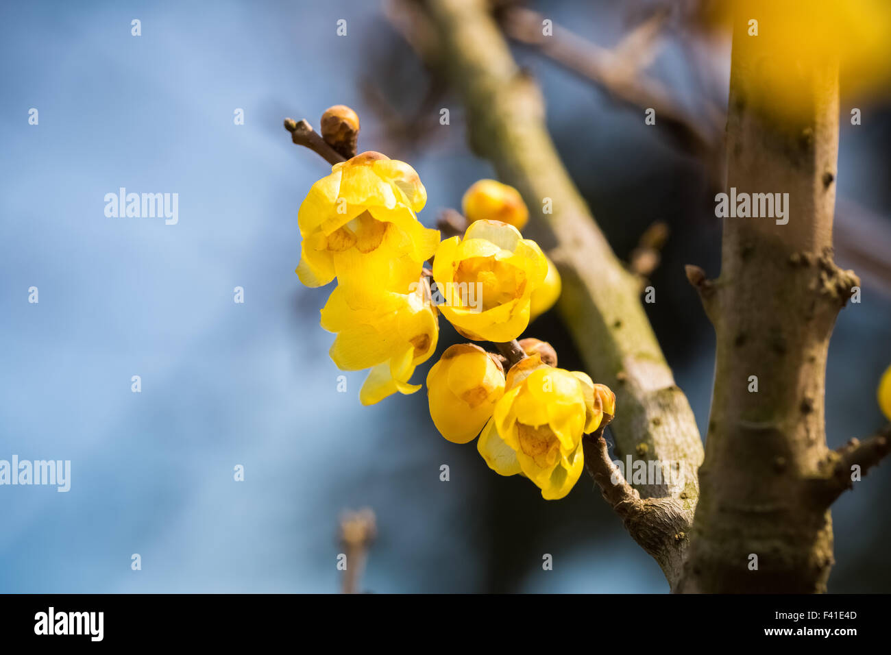 Giallo fiore wintersweet Foto Stock