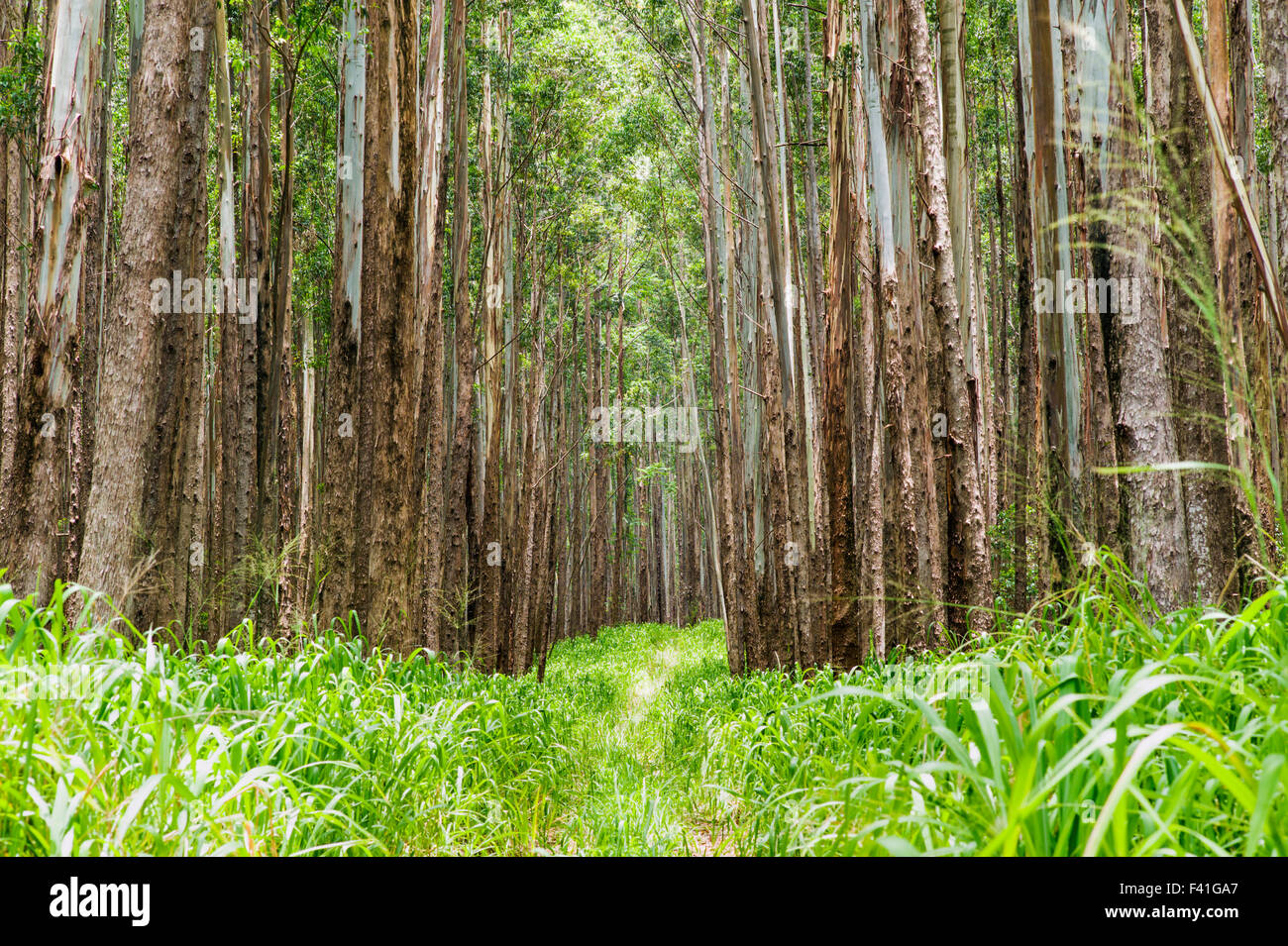 Grande stand di alberi di eucalipto; Eucalyptus grandis; precedentemente canna da zucchero terra; lungo la costa Hamakua; grande isola delle Hawai'i Foto Stock