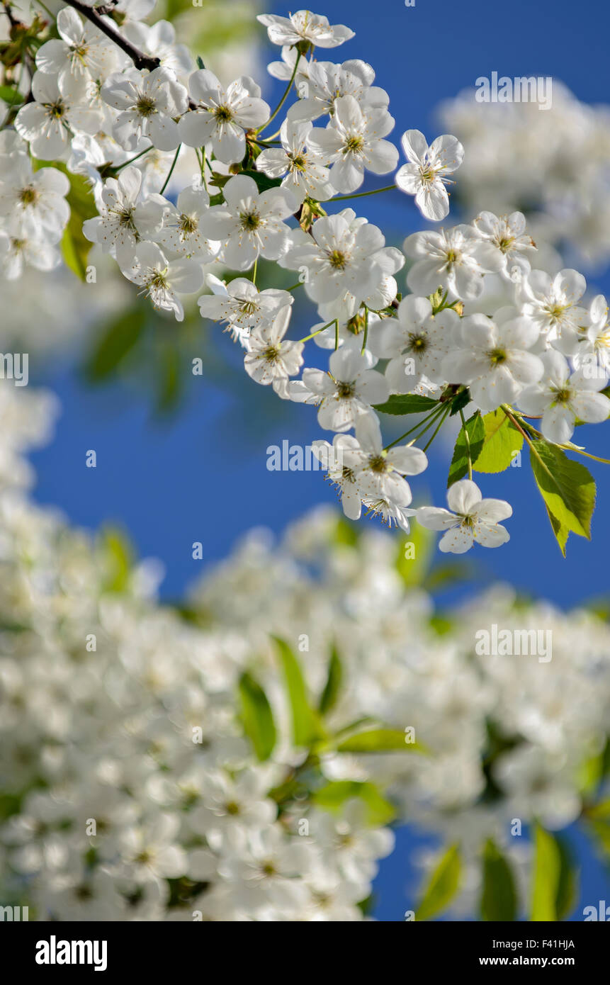 Fiori di Ciliegio in soft focus Foto Stock
