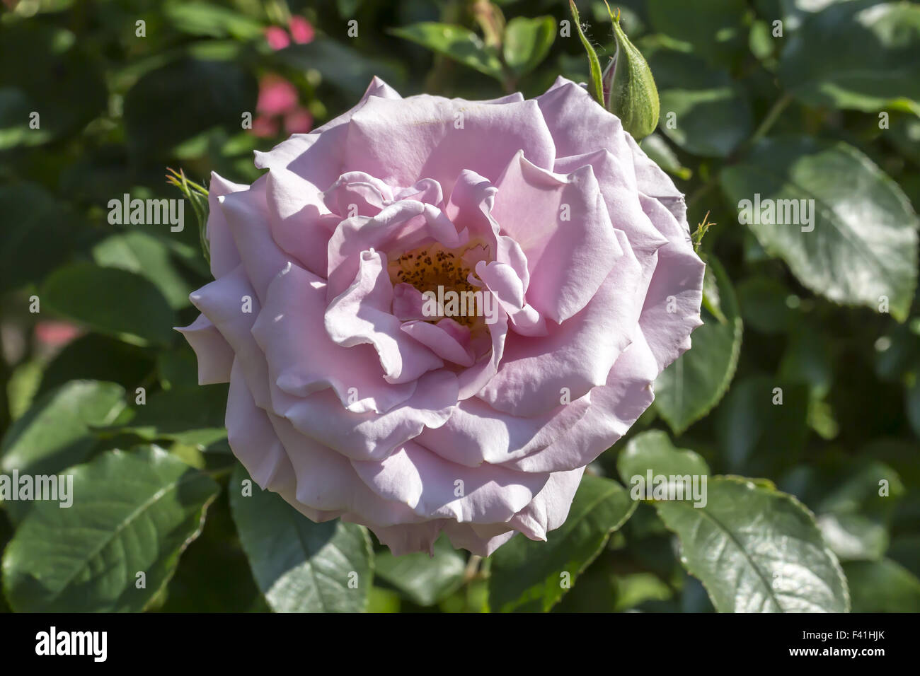 Rosa "Hansa-Park', rosa ad arbusto Foto Stock