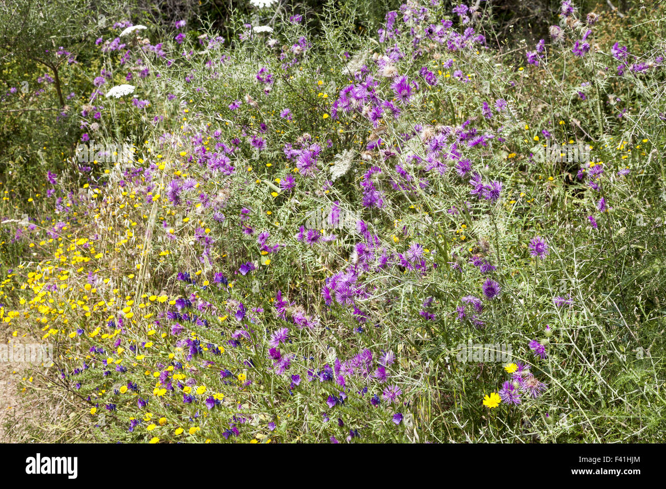 Galactites tomentosa, Viola Cardo Mariano Foto Stock