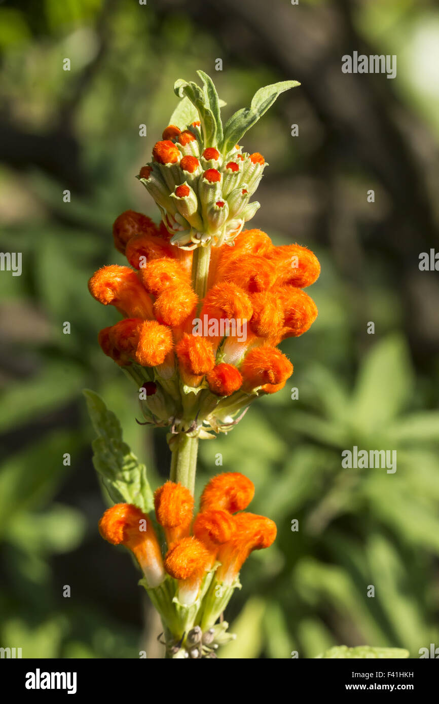 Bocca Di Leone - L'incanto In Fiore - Foto 7