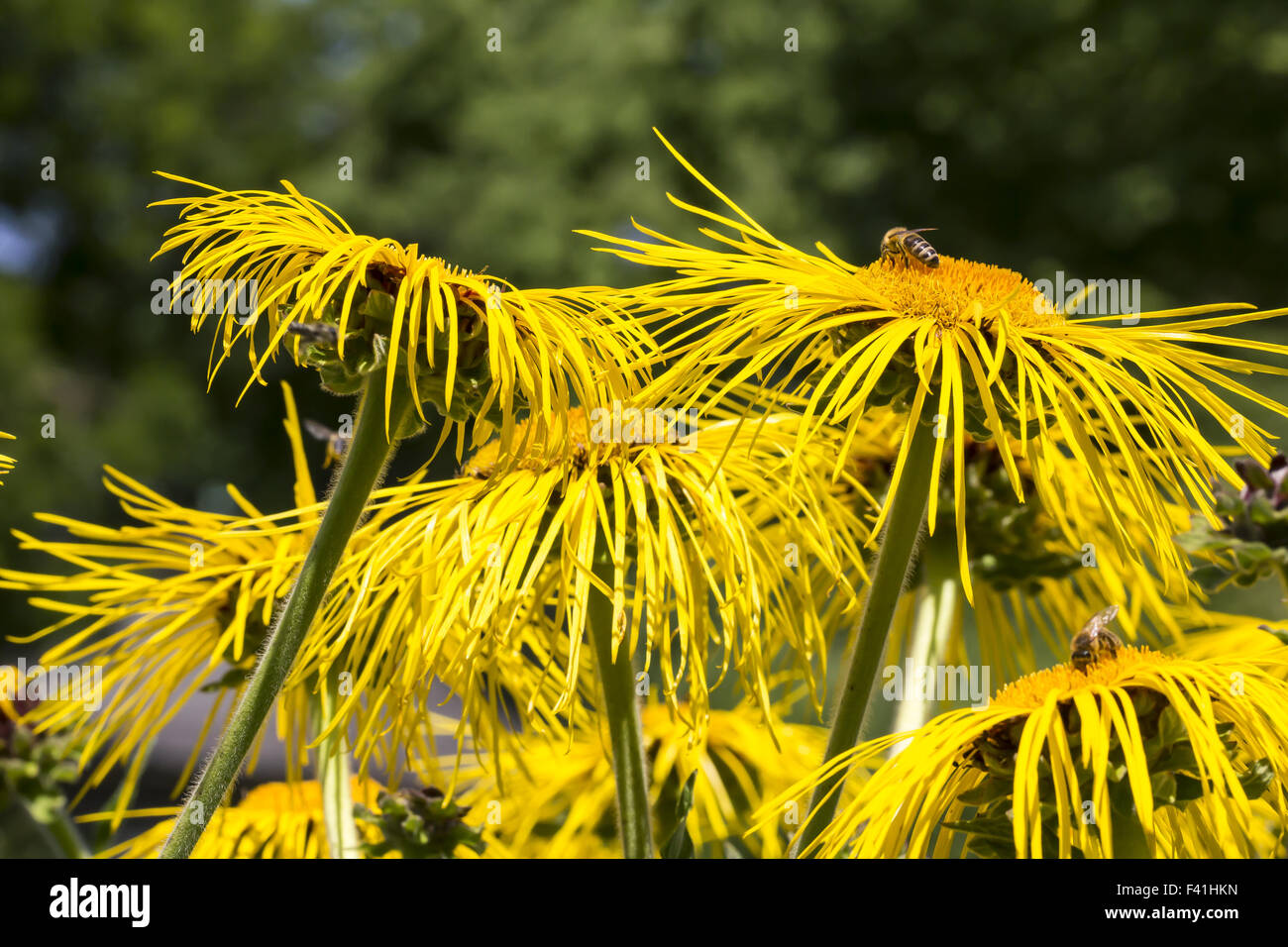 Inula magnifica, fiore fleabane Foto Stock