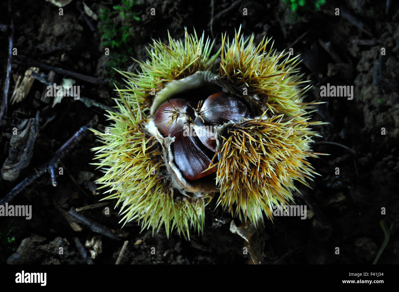 La maturazione le castagne sul suolo della foresta. Dorset, Regno Unito Ottobre 2013 Foto Stock