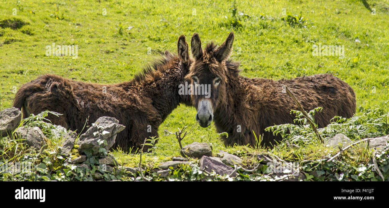 Due asino marrone in un pascolo, Irlanda Foto Stock