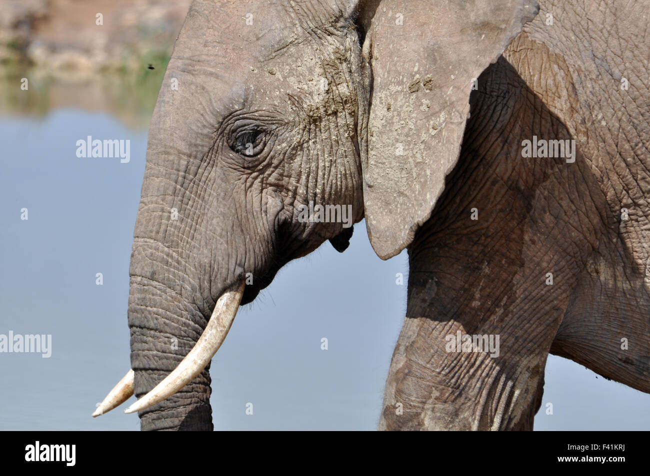 Elefante africano Foto Stock