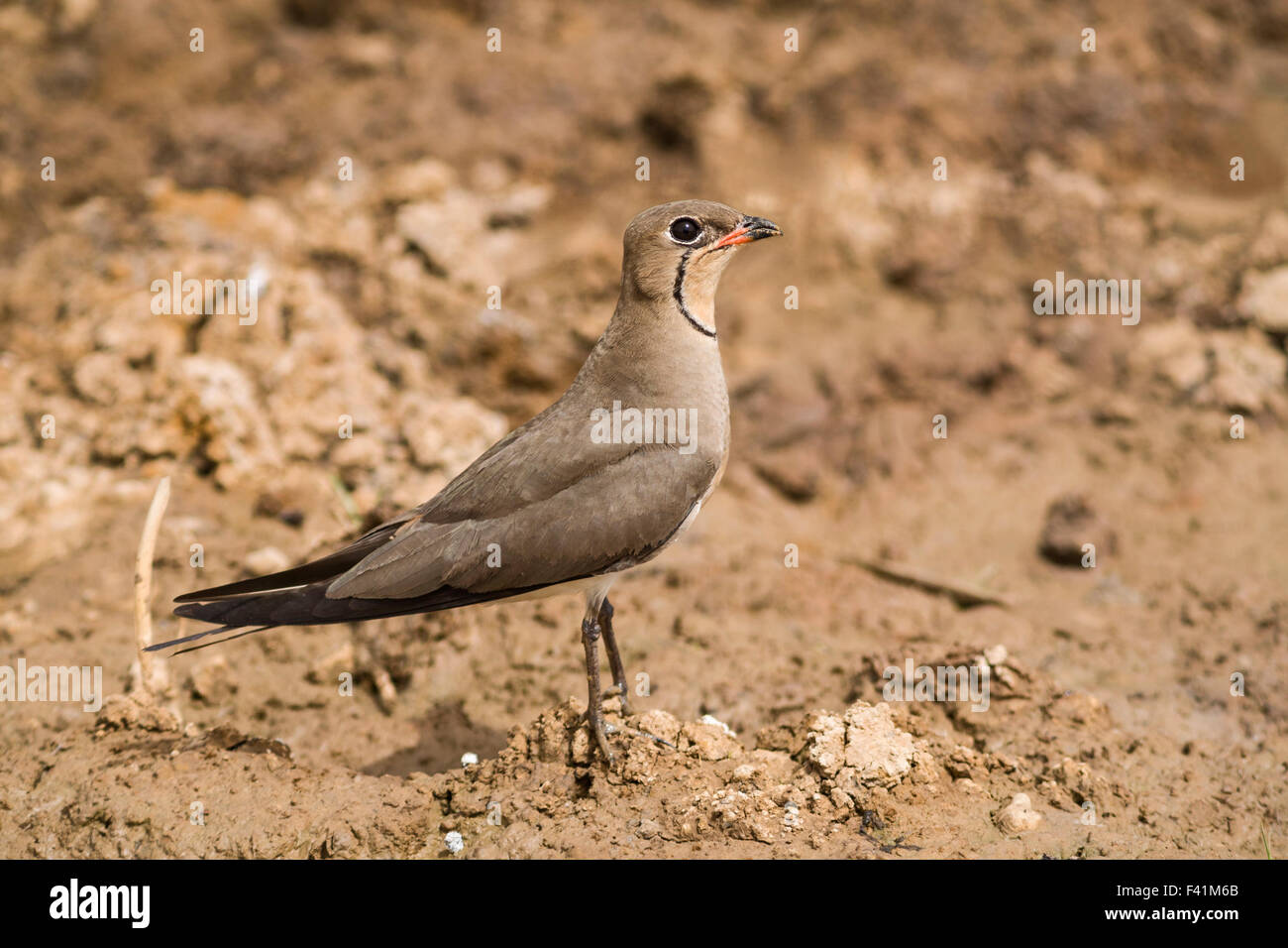 Pernice di mare (Glareola pratincola), Djoudj National Park, Senegal Foto Stock