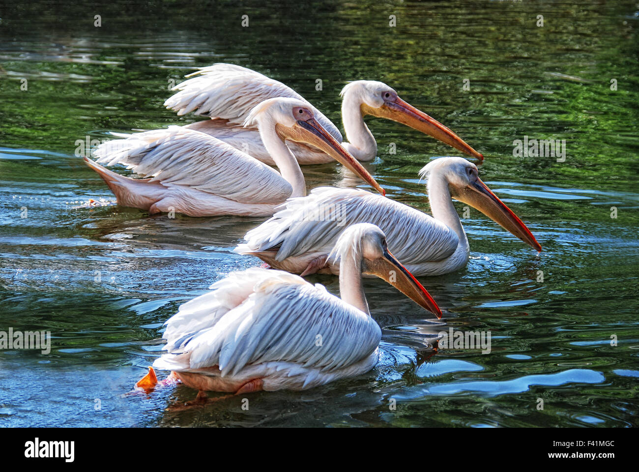 Los pelicanos Foto Stock