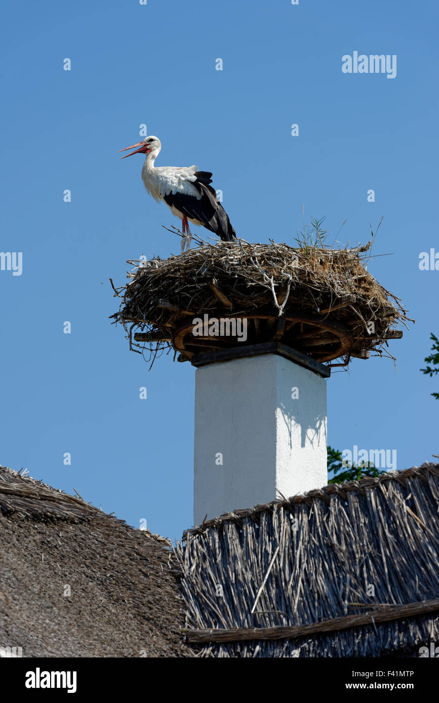 Stork's Nest sul camino, cicogna bianca (Ciconia ciconia), Hufnagl House, Apetlon, nel Parco Nazionale del lago di Neusiedl, Seewinkel Foto Stock