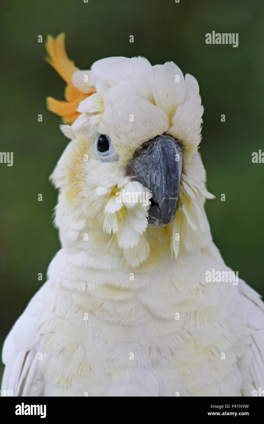 Zolfo-crested cockatoo Foto Stock