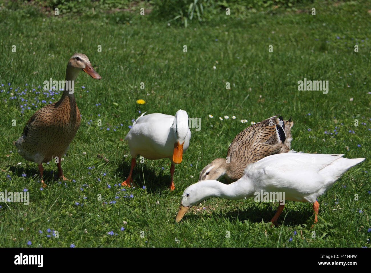 anatre di corridore Foto Stock