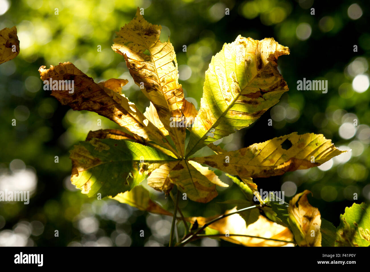 Ippocastano Foglie di autunno / rientrano nella luce solare pezzata Foto Stock