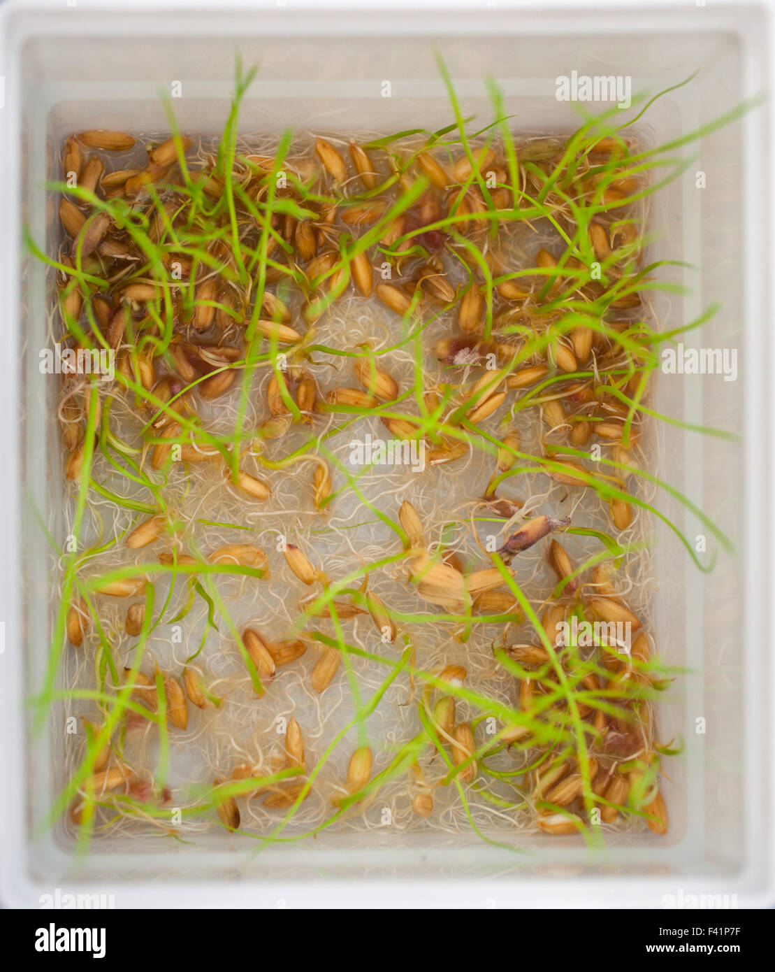 Close up di semi germinati in una scatola di seme Foto Stock
