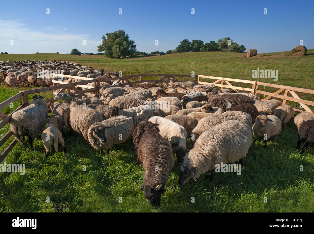 Pecore stipati insieme, blackheaded pecore al pascolo, Meclemburgo-Pomerania, Germania Foto Stock
