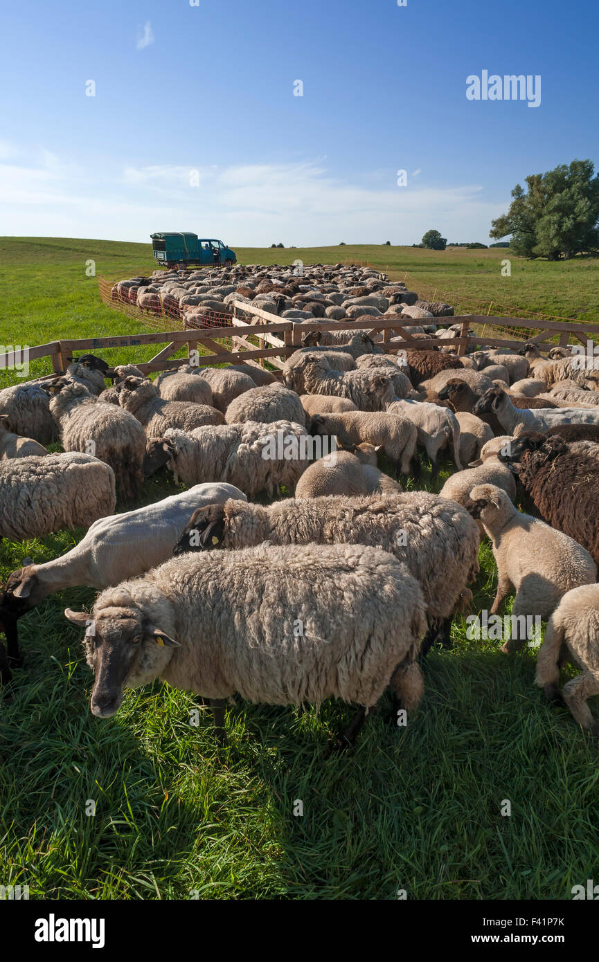 Pecore stipati insieme, blackheaded pecore al pascolo, Meclemburgo-Pomerania, Germania Foto Stock