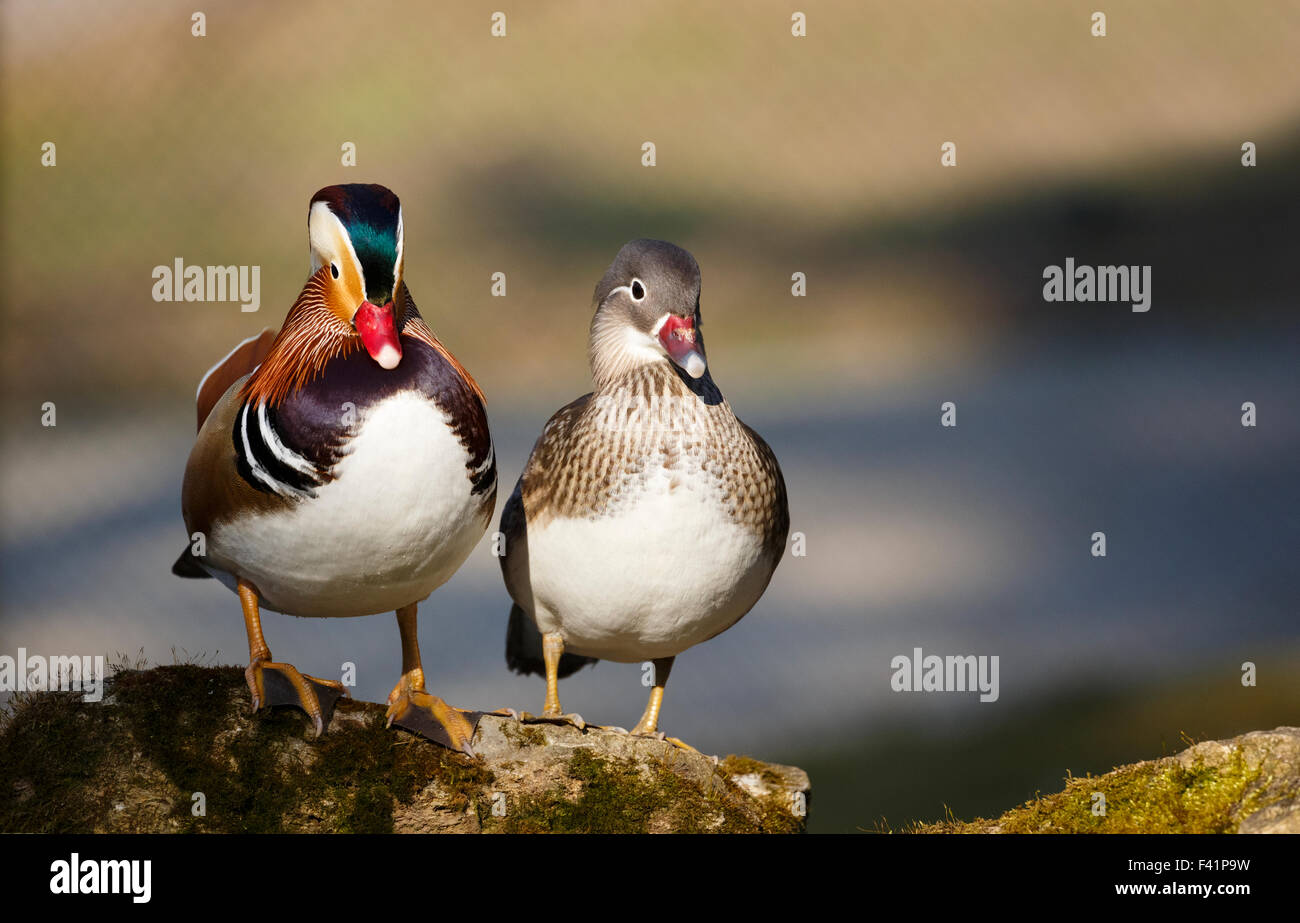 Anatra di mandarino (Aix galericulata) coppia, Thüringen, Germania Foto Stock